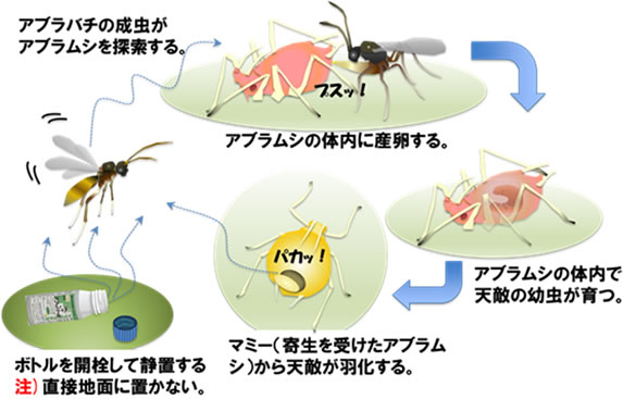 アフィパールの効果のしくみ