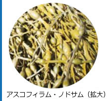 アスコフィラム・ノドサム（拡大）