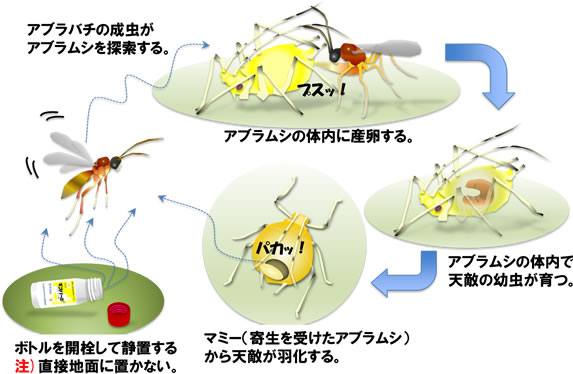 ギフパールの効果のしくみ