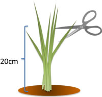 ムギの草丈が２０cm以上になったら、葉先を５cmほどカット