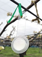 ポリヌス　吊るした状態