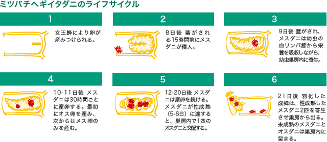 アミトラズとは