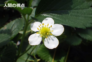 ﾋﾞｰビジョン　アリスタ　花　人間の視点