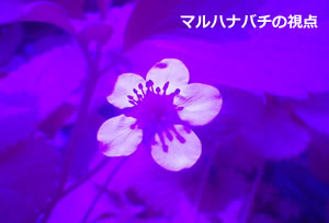 ﾋﾞｰビジョン　アリスタ　花　マルハナバチの視点