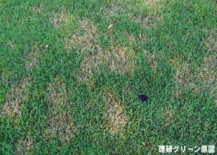 立枯病（ゾイシアデクライン） 