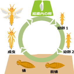 アザミウマの生態サイクル