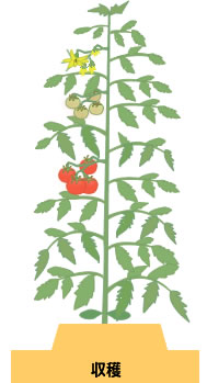 トマトで使用できるアリスタ製品の紹介