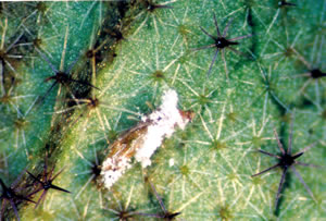 アザミウマ類に感染したボーベリア菌