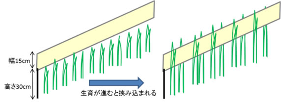 図3 タイベックの設置のようす（露地ネギ）