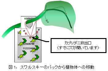 スワルスキーのパックから植物体への移動