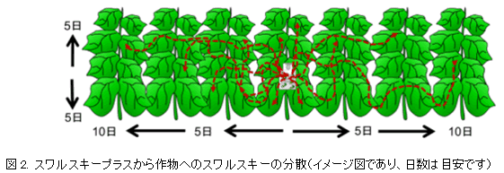 スワルスキープラスから作物へのスワルスキーの分散イメージ