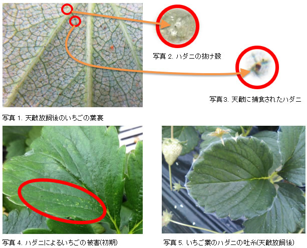 いちごのスパイカルEXとスパイデックスの同時放飼（天敵の確認方法）