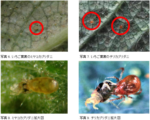 いちごのスパイカルEXとスパイデックスの同時放飼（天敵の確認方法）