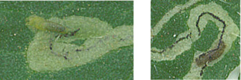 「ミドリヒメ」に寄生されていないハモグリバエ幼虫(左) と 寄生された後のハモグリバエ幼虫（右）