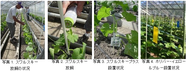 温室メロンにおけるスワルスキーカブリダニ製剤によるミナミキイロアザミウマ防除現地実証試験