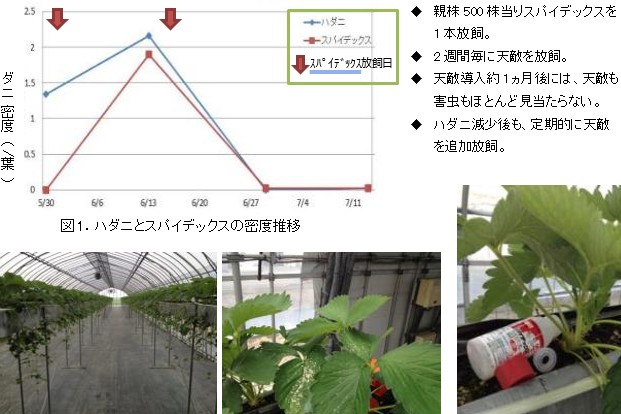 天敵（スパイカルEXとスパイデックス）を利用したイチゴ親株床（ハウス）のハダニ防除について