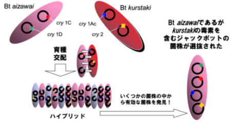 ジャックポット顆粒水和剤のキャベツにおける効果試験