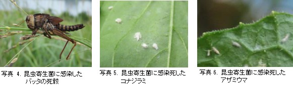 昆虫寄生菌製剤の上手な使い方