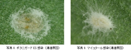 昆虫寄生菌製剤の上手な使い方