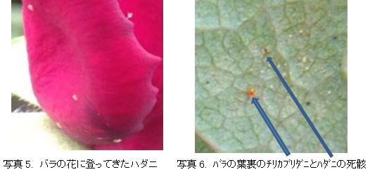 バラのＩＰＭ防除について