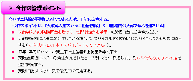 イチゴ天敵利用最前線