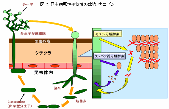 Metarhizium属糸状菌の新機能とアザミウマ類の防除