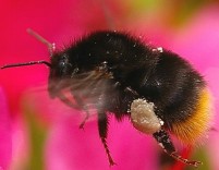 マルハナバチが空気中の花粉の量を減らす？ 