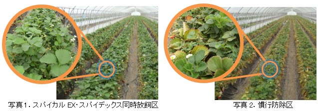 イチゴ栽培におけるスパイカルEXとスパイデックスの同時防除の有効性