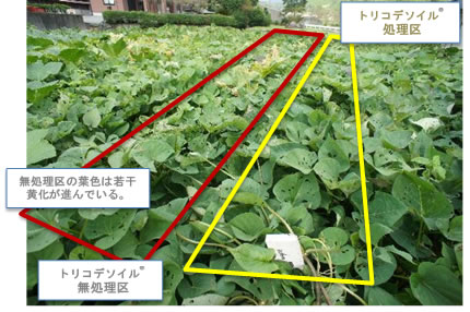 土壌改良資材 トリコデソイル現地レポート （速報）