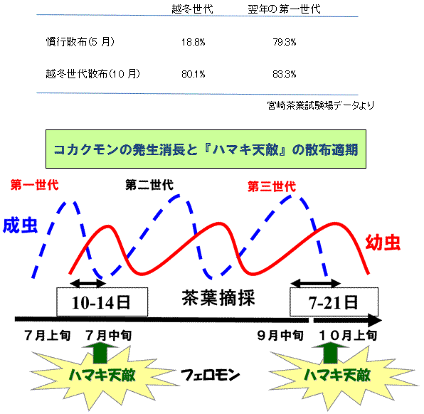 ハマキ天敵 の越冬世代への散布の効果について