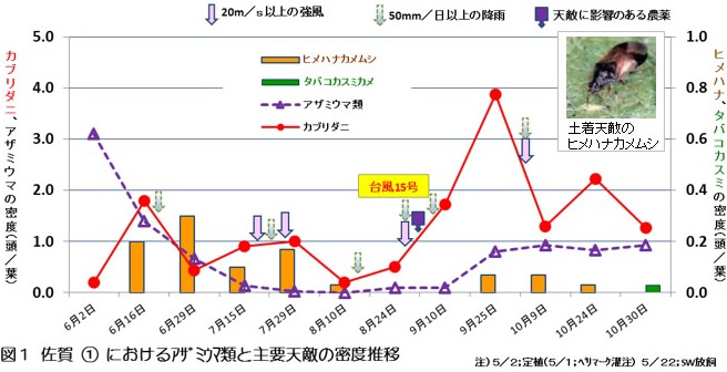 北部九州の露地ナスにおけるスワルスキーと土着天敵を利用した害虫防除の取り組み