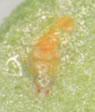 リモニカスカブリダニによって捕食されたヒラズハナアザミウマ2齢幼虫