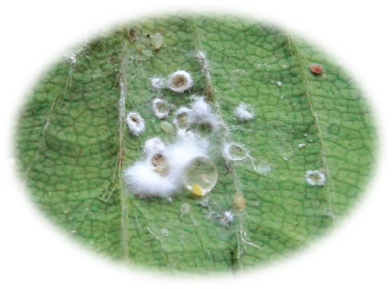 ボーベリア バシアーナ菌に感染したコナジラミ幼虫