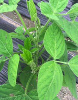 葉面散布肥料「ハーモザイム」の効果実証試験レポート‐枝豆‐