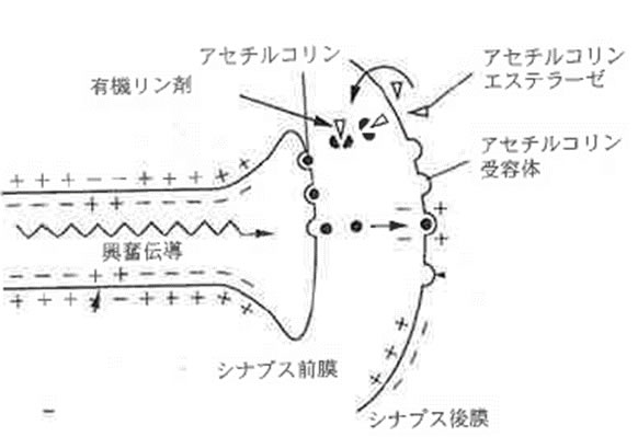 図2.神経シナプスの構造と殺虫剤の阻害部位