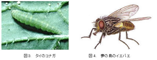 古くて新しい有機リン殺虫剤、トクチオン