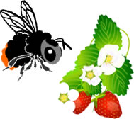 蜜蜂不足の懸念とイチゴでのマルハナバチ利用