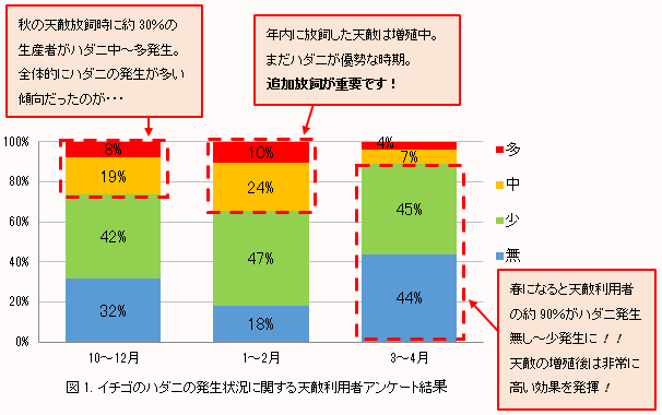 イチゴのチリカブリダニの追加放飼