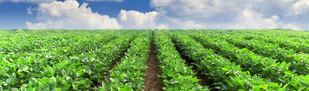 新しい農業と「バイオスティミュラント」の必要性について(1) 
