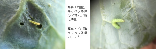 春先のキャベツ害虫に対するジャックポット顆粒水和剤の使い方