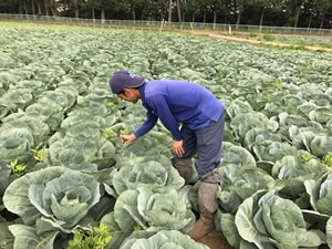 圃場の管理をする青木場長