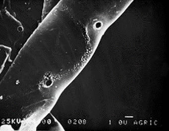 トリコデルマ菌の菌糸が病原菌の菌糸に寄生