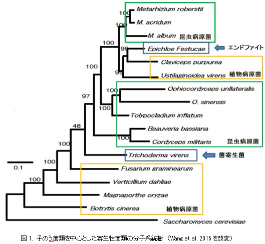 昆虫病原糸状菌の昆虫への病原性以外の重要な特性とその作用