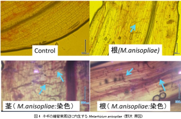 昆虫病原糸状菌の昆虫への病原性以外の重要な特性とその作用