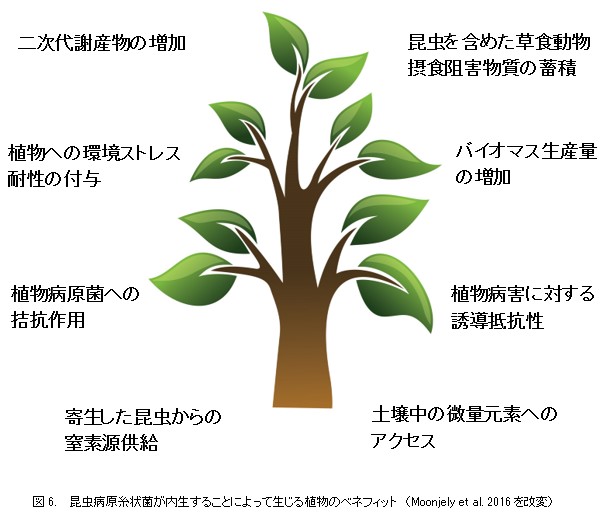 昆虫病原糸状菌の昆虫への病原性以外の重要な特性とその作用