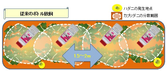 イチゴ本圃におけるミヤコカブリダニ製剤の分散性の違い