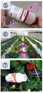 イチゴ本圃におけるミヤコカブリダニ製剤の分散性の違い