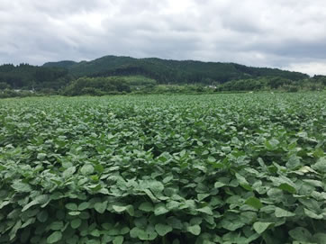 試験地全景 バイオスティミュラント（肥料） 「ハーモザイム」の枝豆への適用について