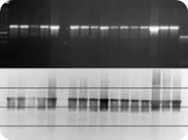 各種内生ホルモンに関与する遺伝子の活性化程度を解析