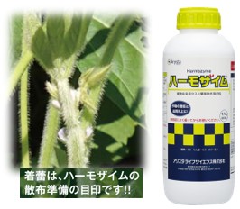 バイオスティミュラント(肥料) 「ハーモザイム」の枝豆への適用について